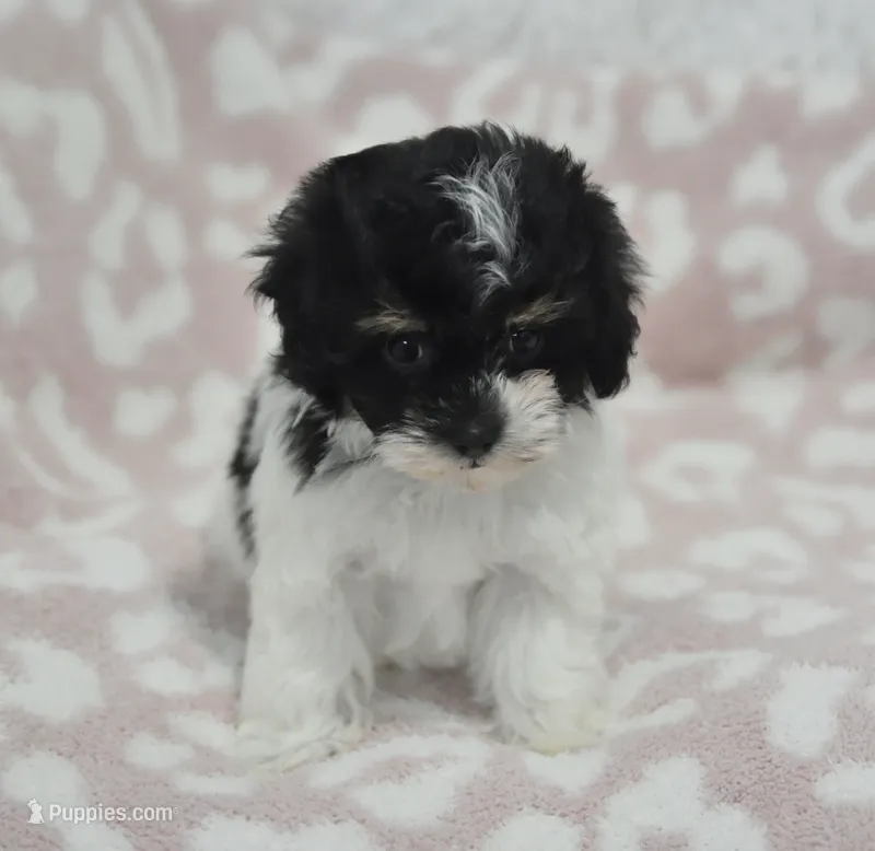 Alyssa  – Maltipoo puppy for sale in Nappanee, IN