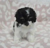 Alyssa , a female Maltipoo for sale in Nappanee, IN – 1 of 7