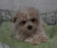 Scarlet , a female Maltipoo for sale in Nappanee, IN – Photo 2 of 3