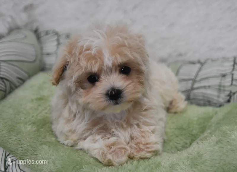 Scarlet  – Maltipoo puppy for sale in Nappanee, IN