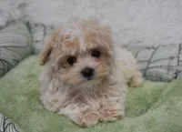 Scarlet , a female Maltipoo for sale in Nappanee, IN – Photo 1 of 3