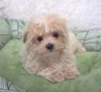 Scarlet , a female Maltipoo for sale in Nappanee, IN – Photo 3 of 3