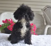 Molly , a female Poodle - Toy  for sale in Nappanee, IN – 1 of 9