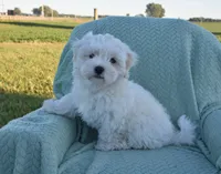 Thumper, a male Maltipoo for sale in Nappanee, IN – 5 of 8