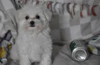 Cooper t-cup, a male Maltipoo for sale in Nappanee, IN – 4 of 6