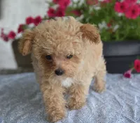 Dakota, a male Maltipoo for sale in Nappanee, IN – 9 of 10