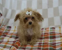 Delilah T-cup, a female Maltipoo for sale in Nappanee, IN – 2 of 4