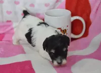 Bailey , a female Maltipoo for sale in Nappanee, IN – Photo 6 of 6
