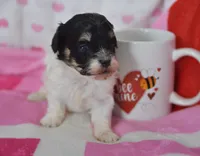 Bailey , a female Maltipoo for sale in Nappanee, IN – Photo 5 of 6