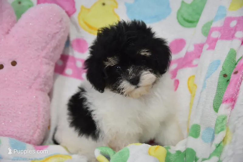 Bailey  – Maltipoo puppy for sale in Nappanee, IN