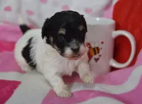 Bailey , a female Maltipoo for sale in Nappanee, IN – Photo 1 of 6