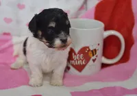 Bailey , a female Maltipoo for sale in Nappanee, IN – Photo 3 of 6