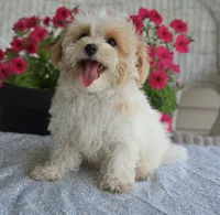 Sycamore, a male Maltipoo for sale in Nappanee, IN – 8 of 9