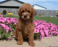 Lola , a female Irish Doodle for sale in Nappanee, IN – 3 of 5