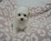 Abby , a female Maltipoo for sale in Nappanee, IN – 8 of 10