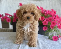 Dakota, a male Maltipoo for sale in Nappanee, IN – 8 of 9