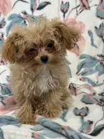 Delilah T-cup, a female Maltipoo for sale in Nappanee, IN – 3 of 4