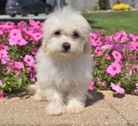 Jakey , a male Maltipoo for sale in Nappanee, IN – 1 of 4