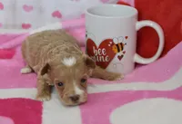 Jessica , a female Maltipoo for sale in Nappanee, IN – Photo 2 of 4