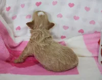 Jessica , a female Maltipoo for sale in Nappanee, IN – Photo 4 of 4