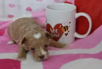 Jessica , a female Maltipoo for sale in Nappanee, IN – Photo 1 of 4