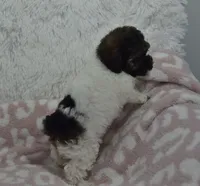 Madison , a male Poodle - Toy  for sale in Nappanee, IN – 3 of 3