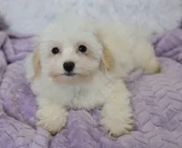 Abby , a female Maltipoo for sale in Nappanee, IN – 5 of 10