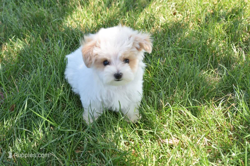 Oak  – Maltipoo puppy for sale in Nappanee, IN