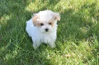 Oak , a male Maltipoo for sale in Nappanee, IN – 7 of 7
