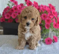 Bonnie , a female Maltipoo for sale in Nappanee, IN – 2 of 5