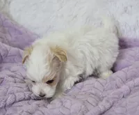 Sycamore, a male Maltipoo for sale in Nappanee, IN – 4 of 6