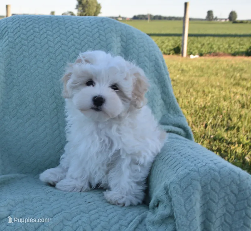 Bambi  – Maltipoo puppy for sale in Nappanee, IN