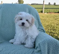 Bambi , a male Maltipoo for sale in Nappanee, IN – 1 of 10