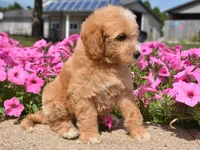 Louie , a male Irish Doodle for sale in Nappanee, IN – 2 of 6