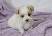 Oak , a male Maltipoo for sale in Nappanee, IN – 4 of 4