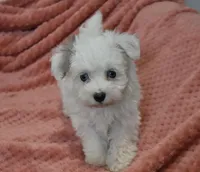 Marrissa, a female Poodle - Toy  for sale in Nappanee, IN – Photo 5 of 8
