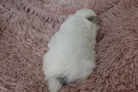 Marrissa, a female Poodle - Toy  for sale in Nappanee, IN – Photo 2 of 8