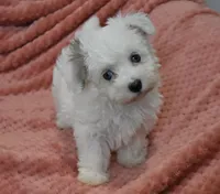 Marrissa, a female Poodle - Toy  for sale in Nappanee, IN – Photo 1 of 8