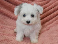 Marrissa, a female Poodle - Toy  for sale in Nappanee, IN – Photo 3 of 8