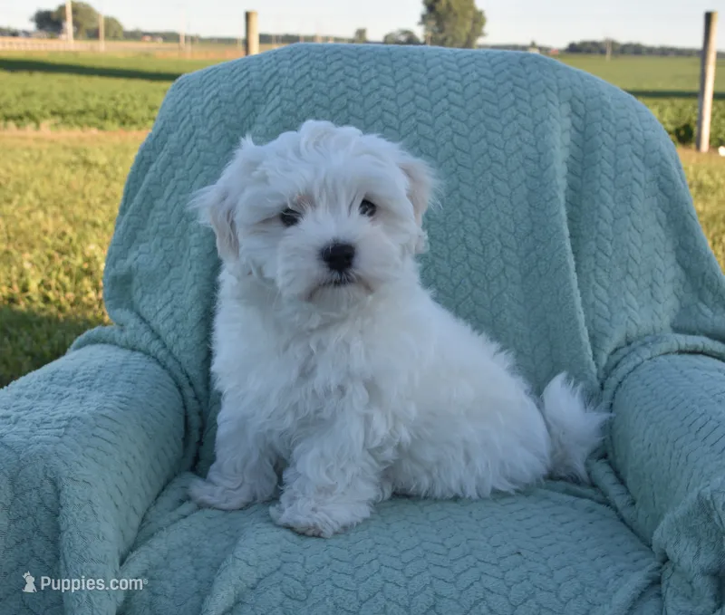Thumper – Maltipoo puppy for sale in Nappanee, IN