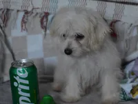 Jakey , a male Maltipoo for sale in Nappanee, IN – 6 of 6