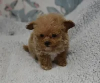 Reindeer, a male Maltipoo for sale in Nappanee, IN – Photo 5 of 6