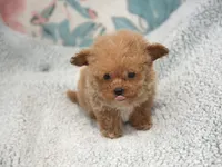 Reindeer, a male Maltipoo for sale in Nappanee, IN – Photo 6 of 6