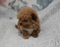Reindeer, a male Maltipoo for sale in Nappanee, IN – Photo 4 of 6