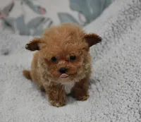 Reindeer, a male Maltipoo for sale in Nappanee, IN – Photo 3 of 6