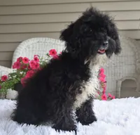 Molly , a female Poodle - Toy  for sale in Nappanee, IN – 9 of 9