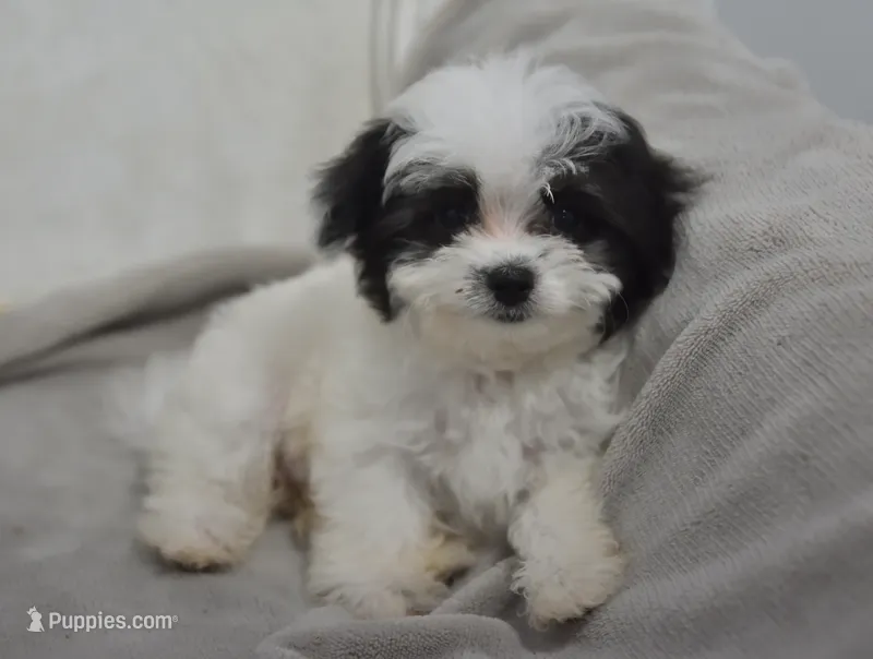 Josie  – Maltipoo puppy for sale in Nappanee, IN