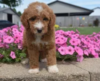 Lincoln , a male Irish Doodle for sale in Nappanee, IN – 6 of 6