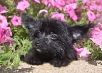 Jet T-cup, a male Maltipoo for sale in Nappanee, IN – 8 of 10