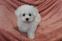 Alex, a male Maltese for sale in Nappanee, IN – Photo 8 of 9